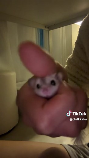 피그미 다람쥐 관리 방법과 핸들링