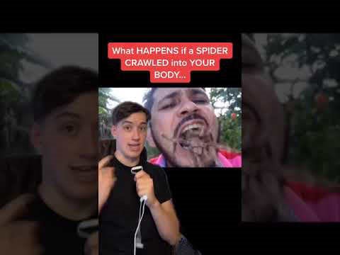 What research suggests if a spider entered the human body