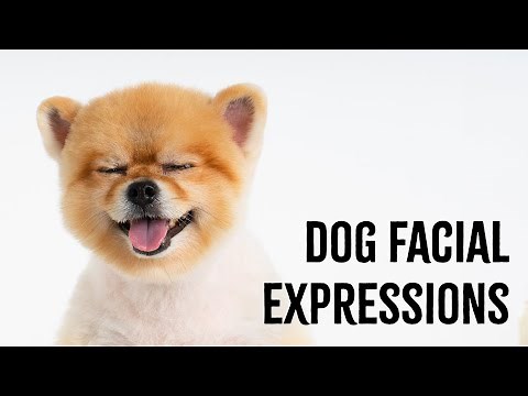 Dog Facial Expressions: Understanding Dog Body Language