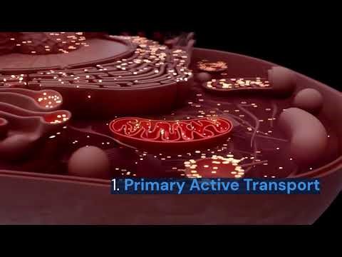 Active Transport