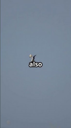 What’s A Skua? Discover The Bold Bird‼️