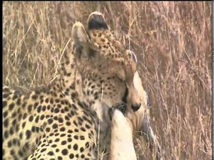 Serengeti National Park , Tanzania - Part 1