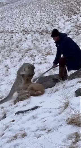 Snow Leopard Attacks Goat — Herdsman Fights It Off with a Stick | AI Cinematic Scene