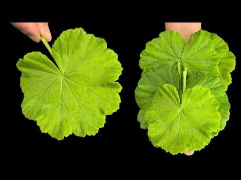 🔝A plant that heals everything! Secret to a rejuvenated face in just a few days!