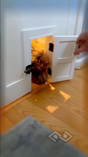 Doogie door custom built for my daughters play room #puppylife #doggieshorts #cutepuppy #cutedogs