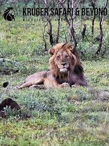 22K views · 937 reactions | AMAZING! HUGE Male Lion, Hearing Roars In The Distance, ALET! Moments With Wild Lions In Africa! #lions #lionking #Wow #Amazing #stunning #beauty #animals #cat #africa #wildlife #wildanimals #wildlifeplanet #naturelovers #nature #reelschallenge #reelsfacebook #reelsfypシ #reelsfbシ #reelsfb #reelsvideoシ #reelsviralシ #reelsvideo #reelsviral #reelitfeelit #viralreelschallenge #viralreelsシ | Kruger Safari And Beyond | Facebook
