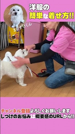 【マルチーズ】防寒対策もばっちり♪犬の服 嫌がる子にも簡単に着せられる方法とは？ #shorts