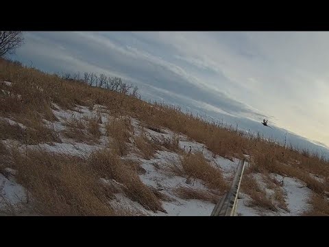 Iowa pheasant hunting with the Small Munsterlander, 2025, warm snowy day!