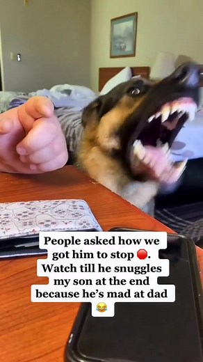 249K views · 3.7K reactions | TALKING German shepherd #germanshepherd #reels | Zeus and Luna | Facebook