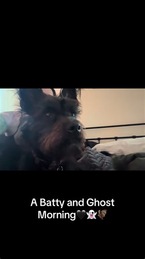 A Batty and Ghost Morning. Have a good day! 🖤🦇👻#battyandghost #battyvoiddog #ghostofdukeellington #goodmorning