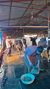 2M views · 41K reactions | मलाई अमेरिका यही,मलाई japan पनि यही 珞 #facebookreel #farmer #goviral #villagelife | Tulasa Cow Farm | Facebook