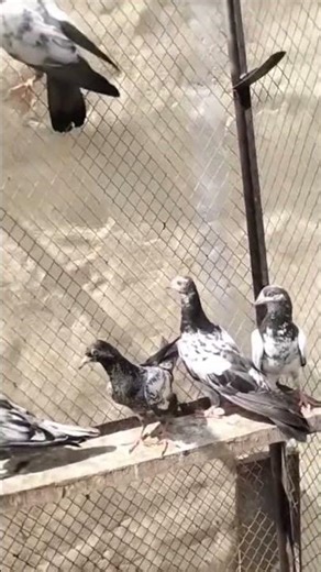 #remix #music #pigeon 😍😍✅✅✅