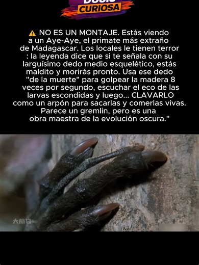 El aye aye de Madagascar: el primate nocturno sorprendente