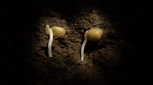 Seed germination to growth time lapses by Neil Bromhall
