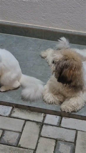 Fluffy's best friend Teddy 🥰✨️ #viralcatvideos #funnycats #shorts #famous #fluffy #cat #fluffycat