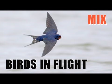 BIRDS IN FLIGHT - Mix
