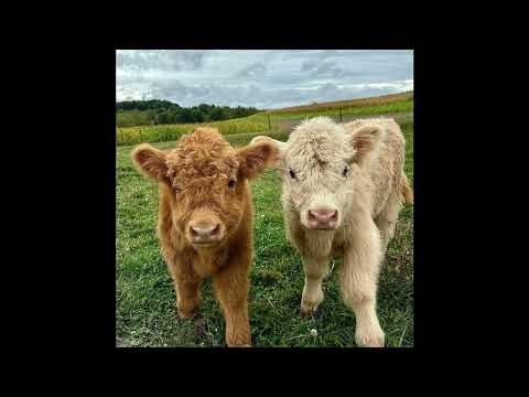 [FREE] silo x snorkatje cute 8 bit type beat – "playdate" (prod. silo)