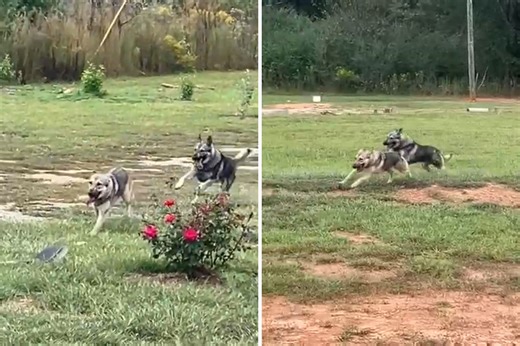 German shepherd siblings playing tag win pet of the week
