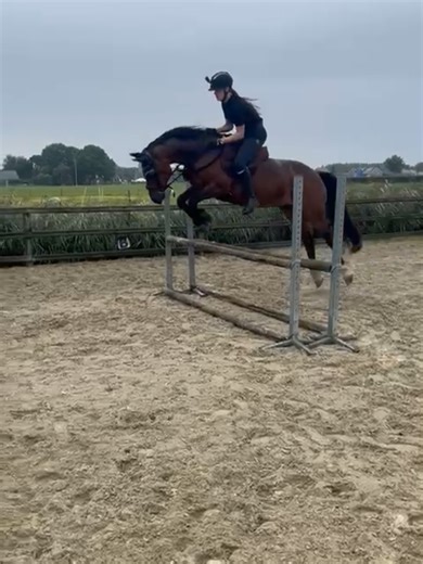 van onze eerste sprong tot onze aller laatste.🥺💔 of ik ooit nog zal springen blijft een vraag, want het zal nooit zo vertrouwd zijn als met jane💔 #jumping #fyp #welshcob #aurora #trust