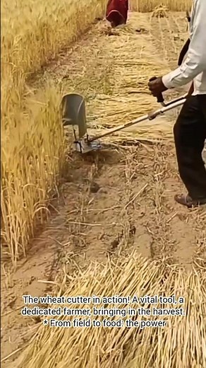 The Wheat Cutter: A Farmer's Essential Harvest Tool