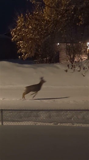 Watching the Wildlife from the Windows Tonight