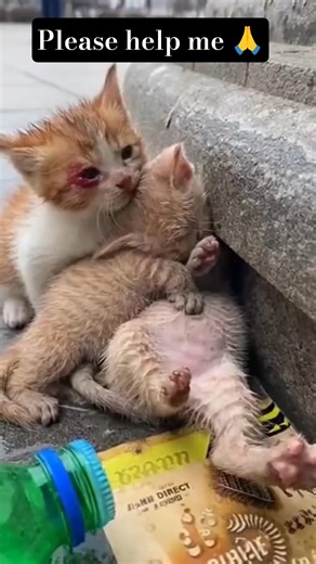 OMG 😱 please help me 🙏 🙏 |injured cat |cat need help #cat #meowmeowapp#funnycatvideos #cute #shorts