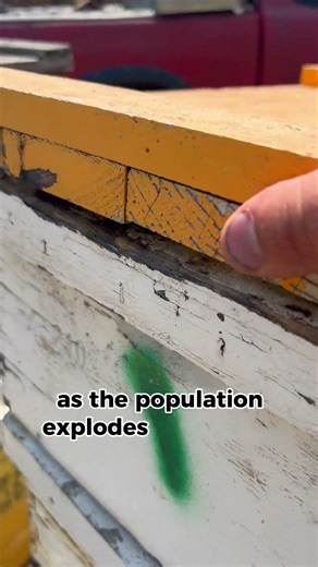 Watch me revisit a FIVE-box hive! 🐝🍯 #Beekeeping #Honeybees #HiveCheck #ApiaryLife #Throwback