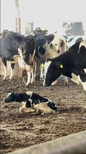 Farm muqumiy #uzfarmer #livestock #farm #fermahayoti #chorvaolami