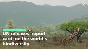  The United Nations released its "report card" on the world's progress on biodiversity and conservation efforts. Here's what it found. | Bloomberg Originals | Facebook