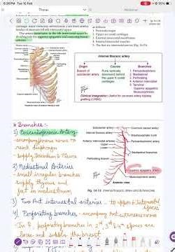 "Internal Thoracic Artery" | #Thorax #viral #shorts #shortvideo