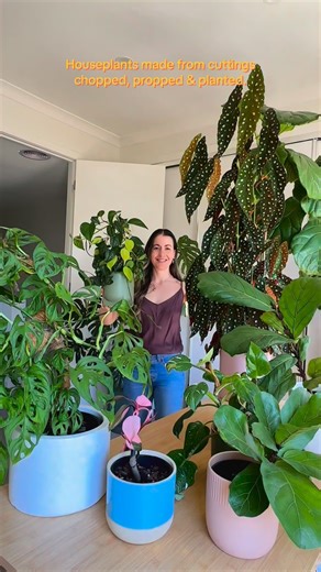 Jacintha Webster | Big houseplants grown entirely from cuttings! These beauties have all come from a chop. So let’s snip, root, pot then admire. Fully chatty... | Instagram