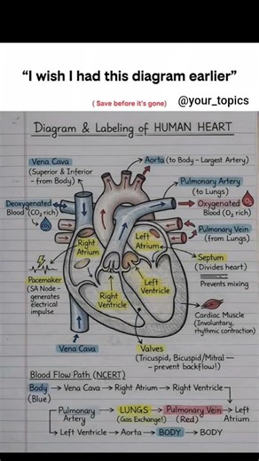 This is the Most important diagram from class 10 biology❤️#physics #biology #pw#trending #viralvideo