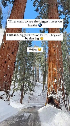 Did you know Sequoia National Park is home to some of the largest trees on Earth? 🌎🌲 ✨ Follow @adventurechasingduo for more exciting outdoor adventures! 🙌 These massive giants, known as giant sequoias (Sequoiadendron giganteum), are among the oldest and most resilient living things on the planet. They can live for over 3000 years, grow more than 250 feet tall, and have trunks so wide that cars once drove through their hollowed-out bases. Their thick, fire-resistant bark helps them survive wil