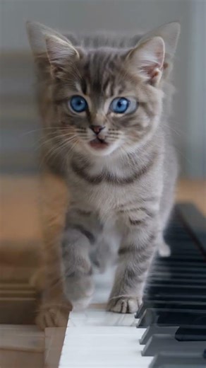 yani in the making #cats #cat #catvideo #trending #shorts