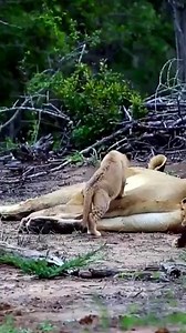 21K views · 365 reactions | Animal Planet TV on Reels | Facebook