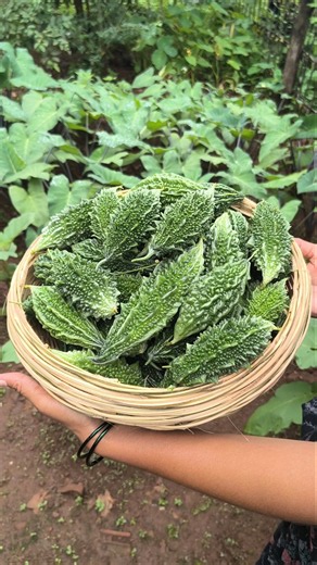 🔥 Another Bitter Gourd Harvest! 🥒🌿 3rd Harvest & Still Growing! 😍 #Shorts #Harvest