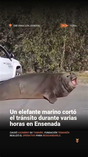🦭 Este martes por la tarde, apareció un elefante marino en la Isla Santiago, partido de Ensenada.…