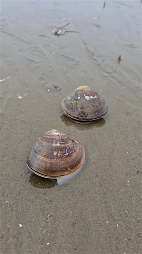 How to hide scallops in sand 😱😱😱 #JohnFishingAdventure #fishing #viralreels #viral #usa #usareels | John Fishing Adventure