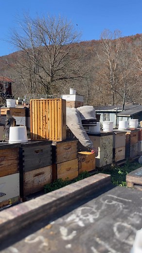 I'm taking advantage of these 60° days. Today I went through a handful of colonies checking for brood. There is no better time for me to do oxalic acid vaporizing treatments than now! Check your Bees to see if they are broodless and if they are and if you choose to treat then it would be a great time for it!🐝🐝 | Sweet Harlan HoneyBees