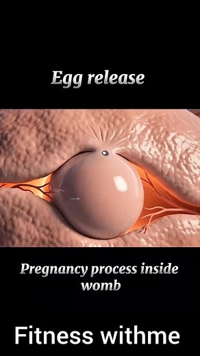 Egg release pregnancy process in 3d in womb . . . . . . . . . . #pregnant #pregnancy #baby #newborn #babygirl #love #babyboy #maternity #momtobe #motherhood #babyshower #family #momlife #pregnantbelly #babybump #weekspregnant #mom #photography #maternityphotography #mumtobe #schwanger #babies #bebe #mama #birth #pregnancyannouncement #kids #preggo #hamil #zwanger | Funny Collab
