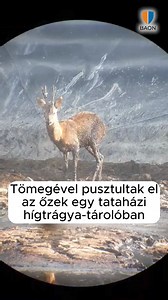 56K views · 362 reactions | Tömegével pusztultak el az őzek egy tataházi hígtrágya-tárolóban. Részletek: https://tinyurl.com/2bdhf48v | BAON Bács-Kiskun vármegyei Online | Facebook