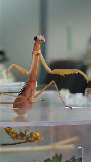 The praying mantis was also very curious when it was let out for a walk.