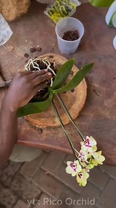 64K views · 805 reactions | To prevent orchid roots from rotting easily, attach your orchid to a pine board #fblifestyle #orchids #orchidsphalaenopsis #plantingorchids #orchidcare #orchidplant #orchidflower #repotting #gardening #attachorchids #ricoorchid | Rico Orchid | Facebook