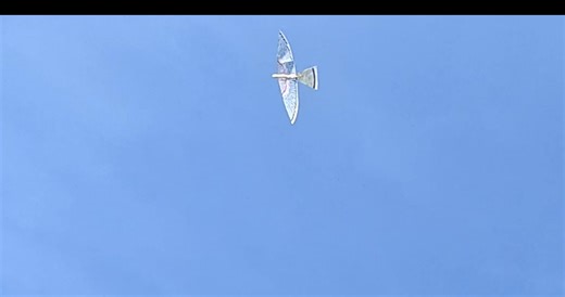 Ornithopter サーボ駆動羽ばたき機 SFOAmericanKestrel86-3 31g: 52th Flight&Gliding at Naruse -- YouTube -- https://youtu.be/2ZG8twOuwwY | Kazuhiko Kakuta
