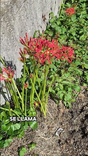 🌸 Higanbana: The Flower of Hell 🌸 #Higanbana #Anime #hellflower