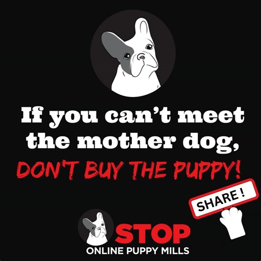 10K views · 36 reactions | Beware of puppy selling websites that...