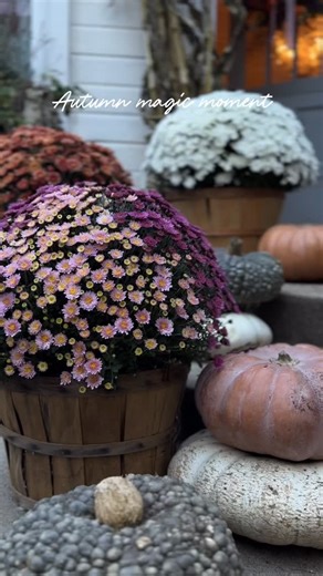 A little autumn porch moment. Potted mums, pumpkins, cornstalks, candle cozy & fireplace ambiance & sweet little Curly 🐓 I’m one of those crazy chicken girls & yes, I think that everyone needs a house rooster. ❤️ Sharing more about this simple autumn porch on the blog today- Happy Friday friends. | French Country Cottage