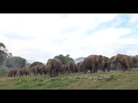 Releasing 54 Elephants From The Chain - ElephantNews