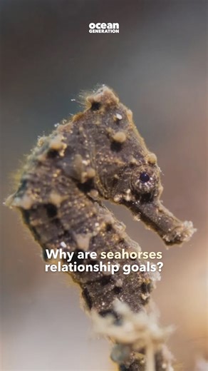 Did you know that seahorses are the romantics of the sea? Here’s why...