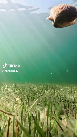 Scallop swimming! Have you been scalloping? Like an easter egg hunt while snorkeling. #scallops #underwater #snorkeling #scallopseason #swimmingshell